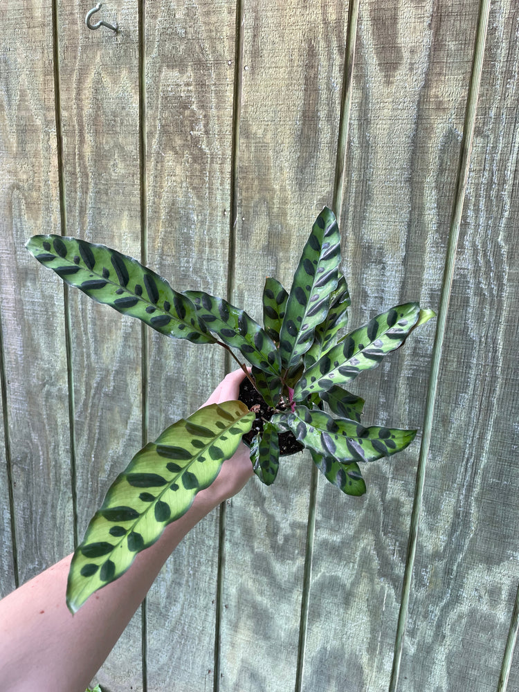 4” Rattle Snake Calathea