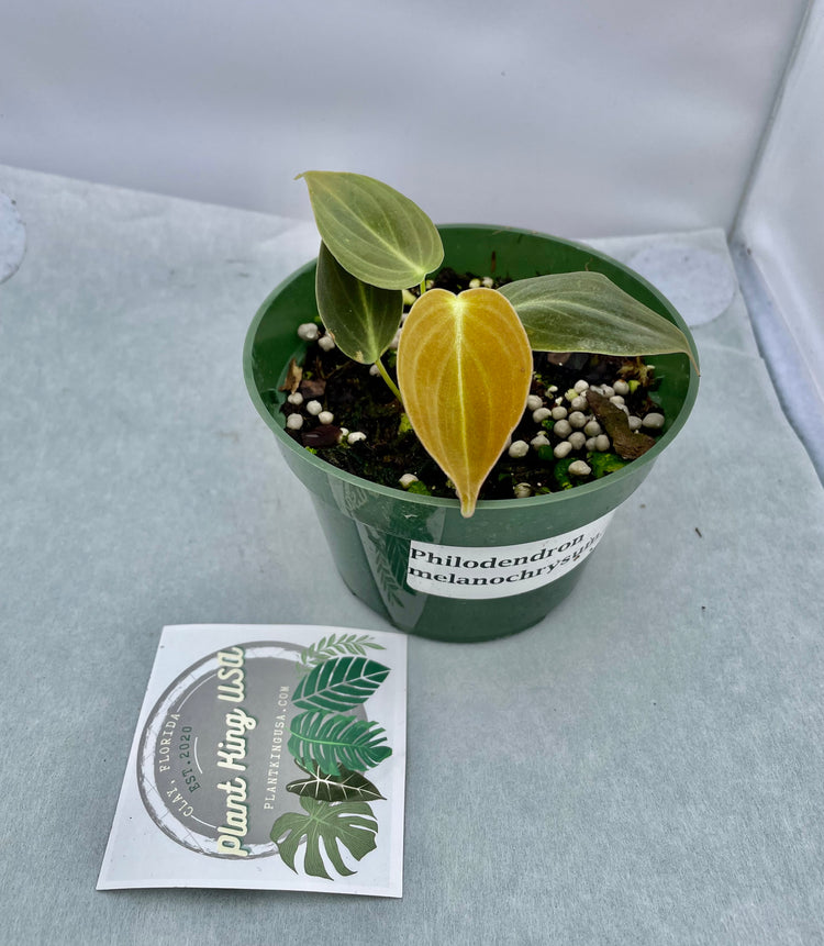 4” Philodendron Melano