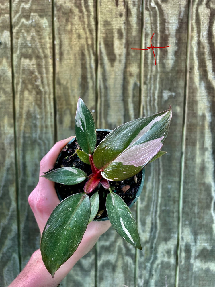 4” Pink Princess ‘T’