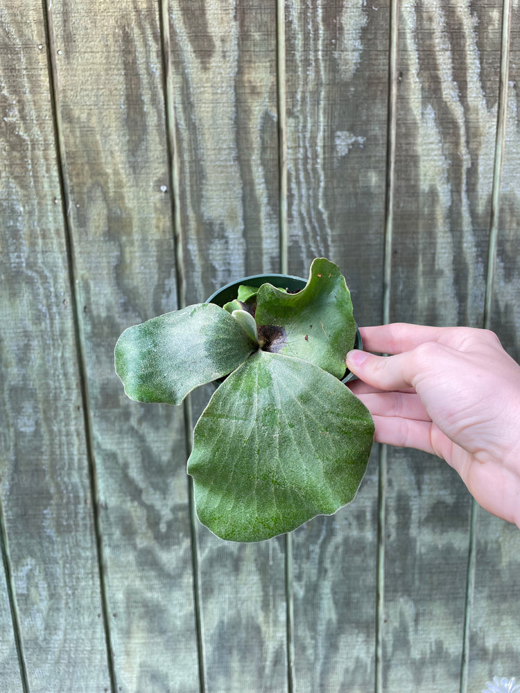 4” Staghorn Elephantotis