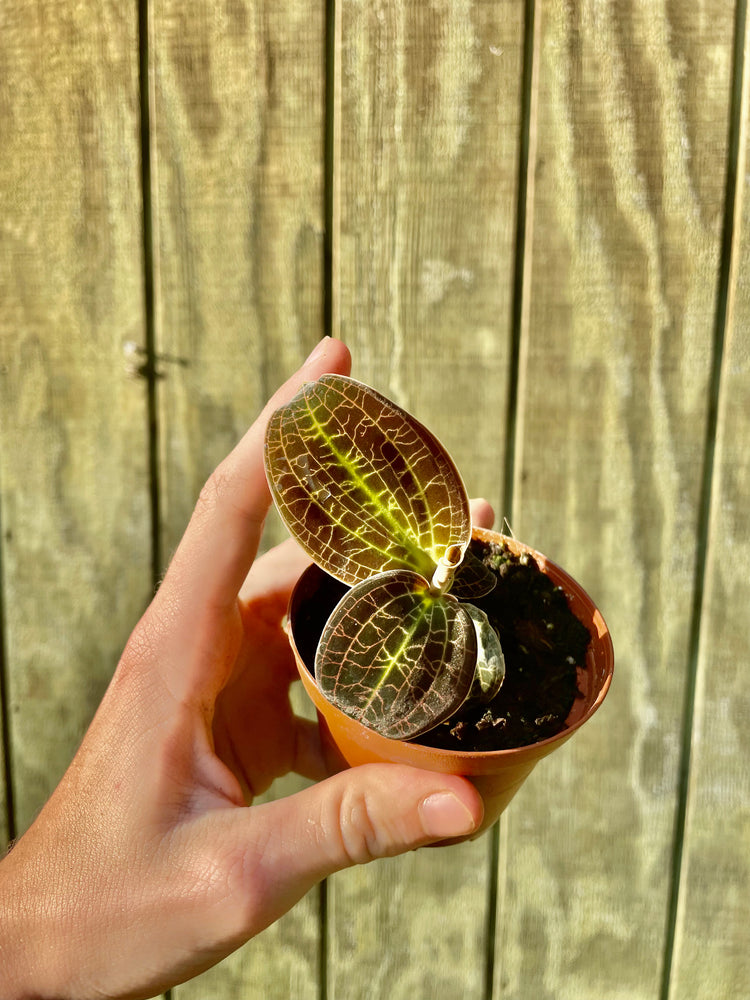 Jewel Orchid ‘Gold Dust’