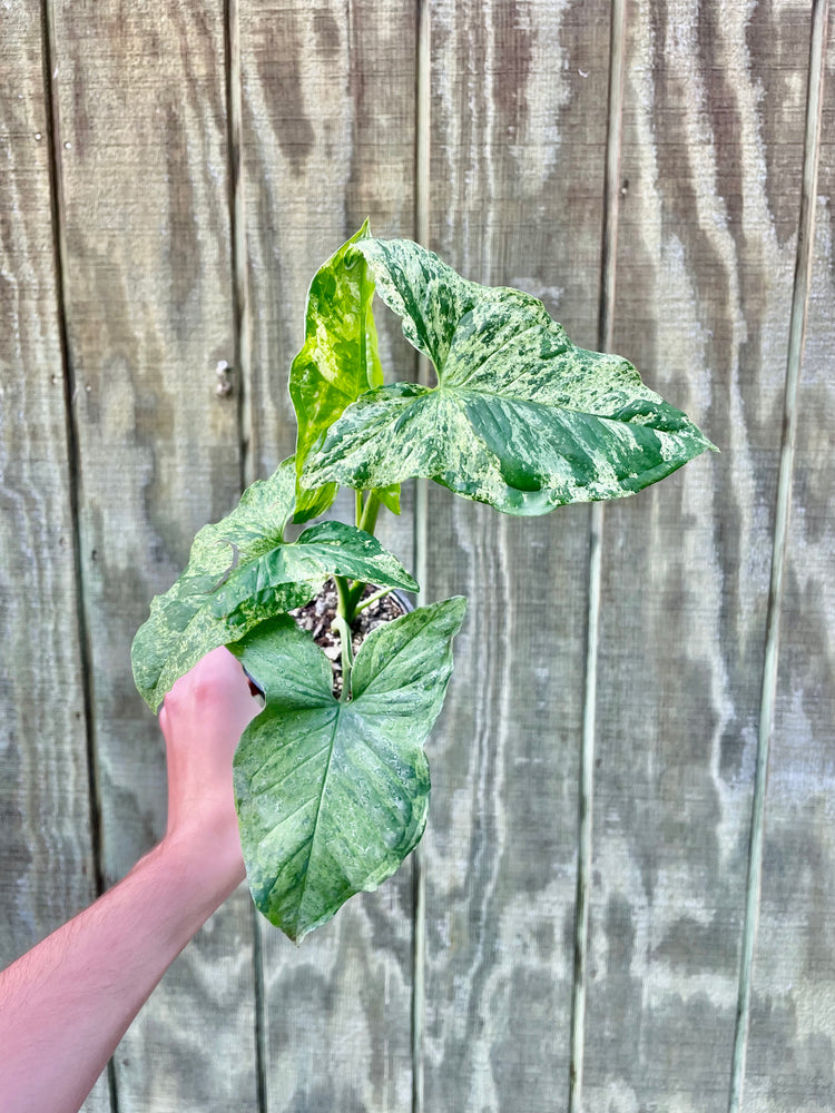 4” Syngonium Mojito