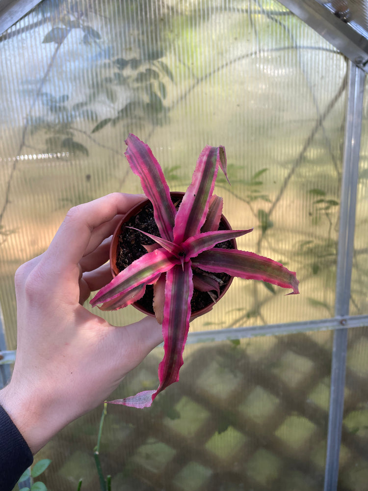 3” Pink Crypanthus
