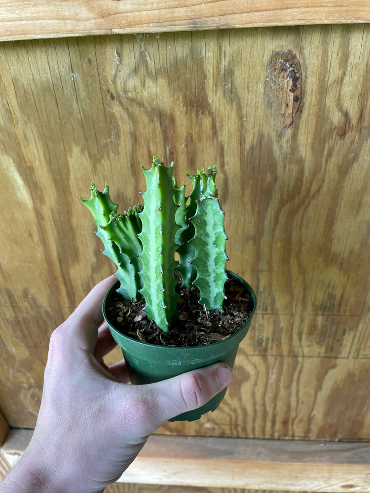 4” Variegated Lactea