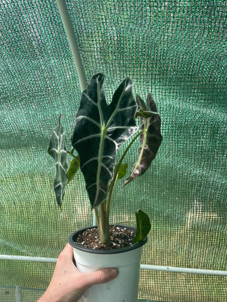 Alocasia Polly 6”
