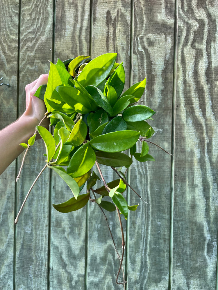 6” Hoya Krimson