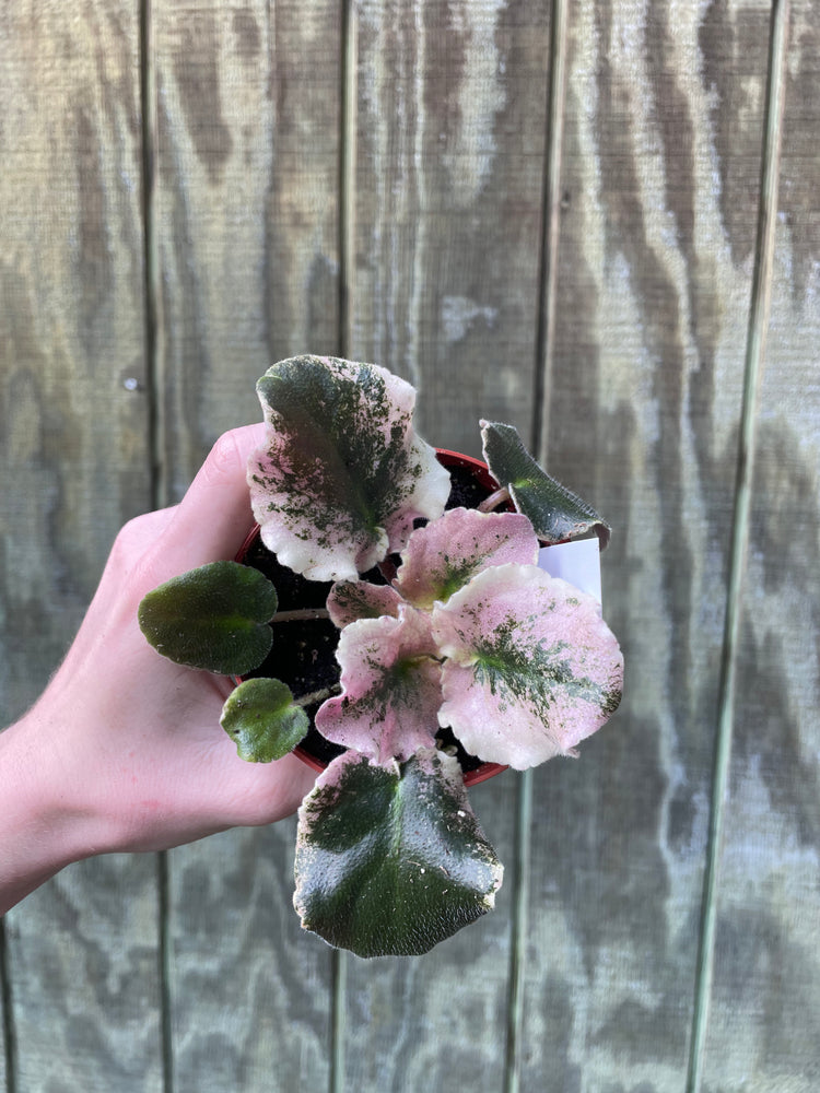 4” ‘Curly News Flash’ Variegated Violet
