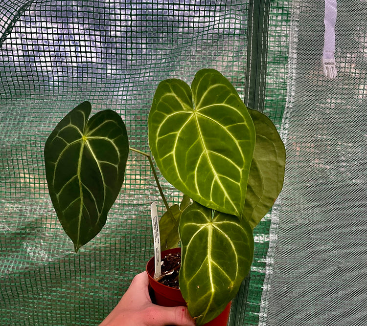 4” Anthurium Forgetii White x Mag