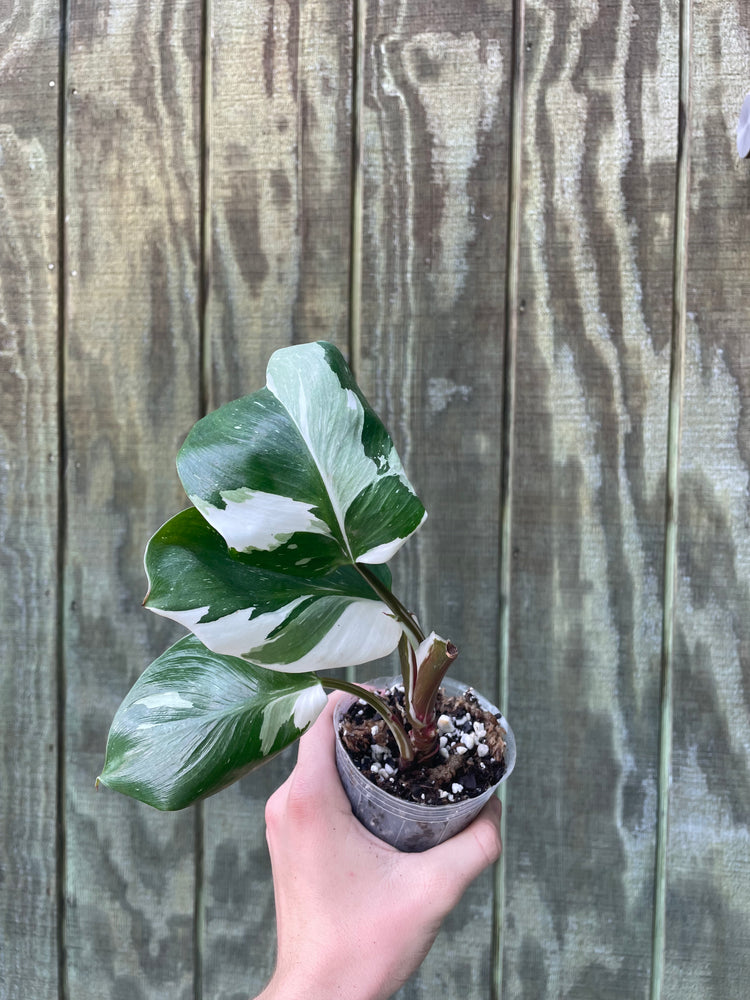 4” Philo White Knight