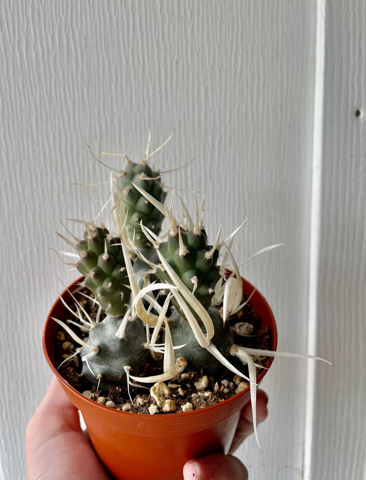 4” Paper Spine Cactus - Cacti