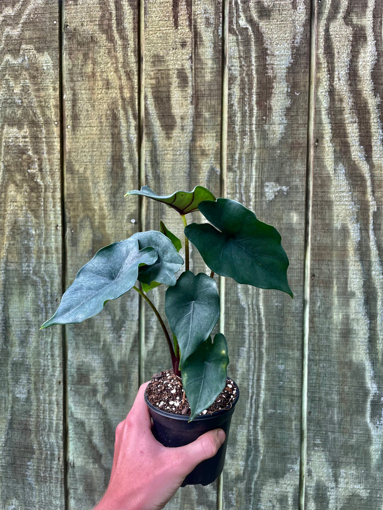 4” Alocasia ‘Purple Cloak’