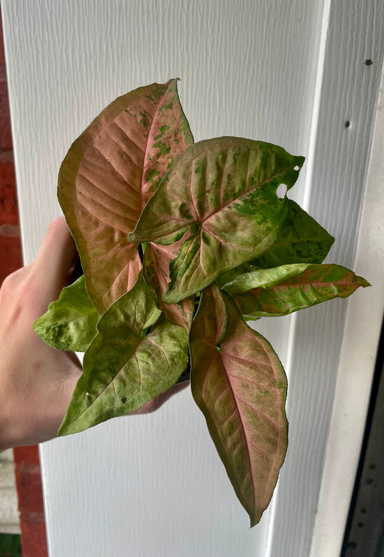 4” Syngonium Pink Flecked