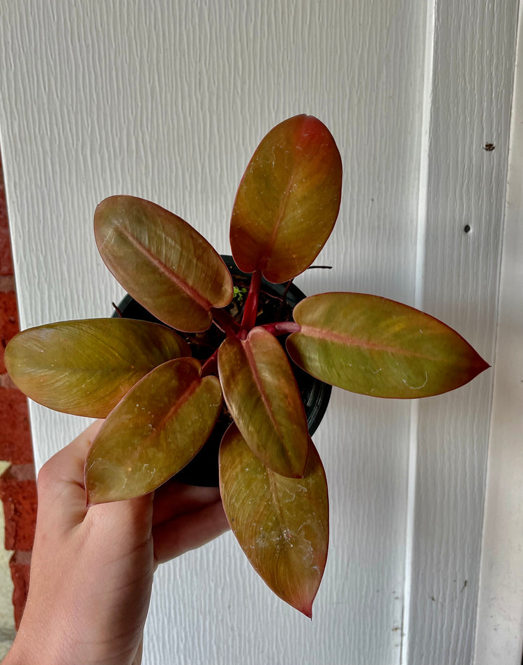 4” Black Cardinal Philo ‘A’