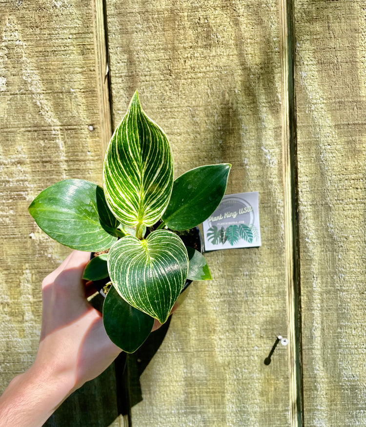 4” Philodendron Birkin