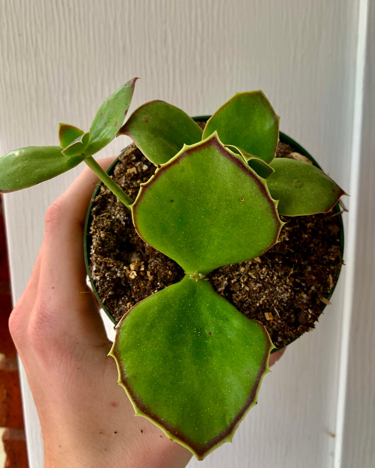 4” Agave Fan - Succulent/ Cactus