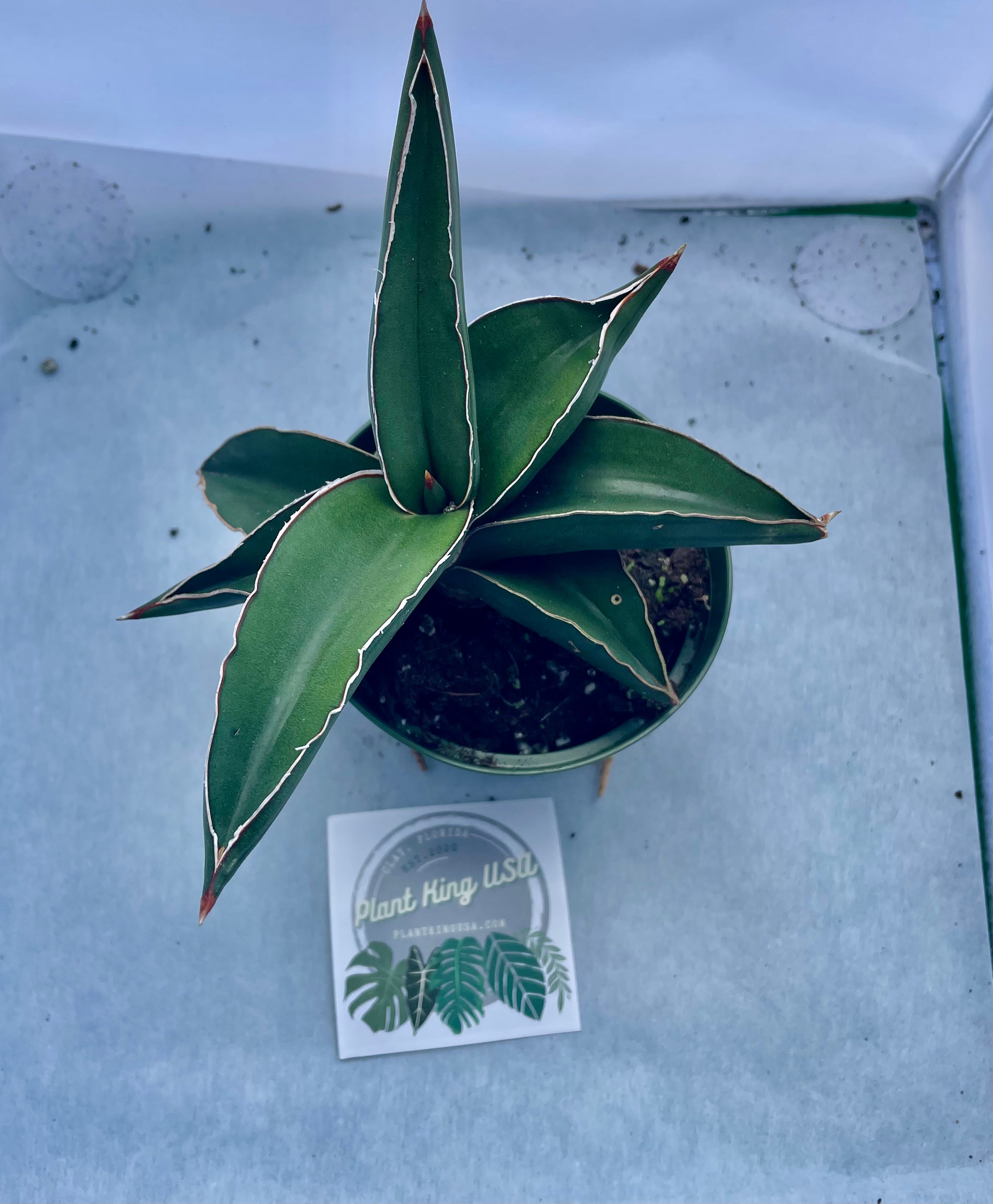 sansevieria samurai for sale 4” Sansevieria Dwarf 'Samurai'