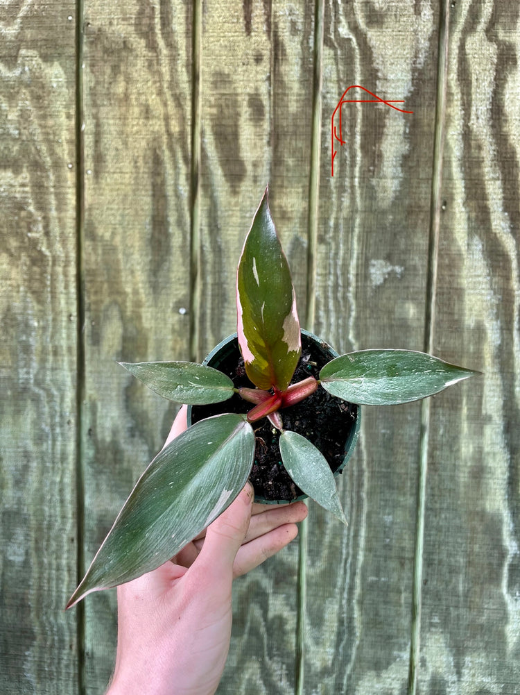 4” Pink Princess ‘R’