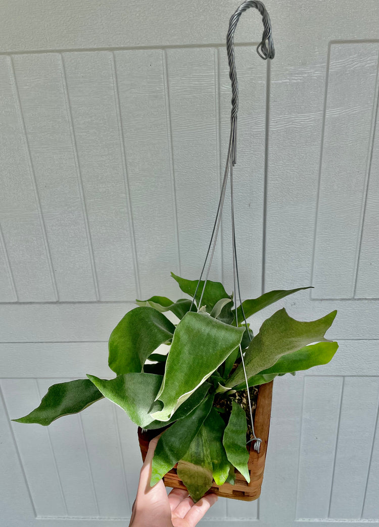 6” HB Staghorn Fern