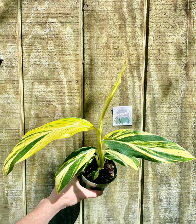4” Variegated Ginger