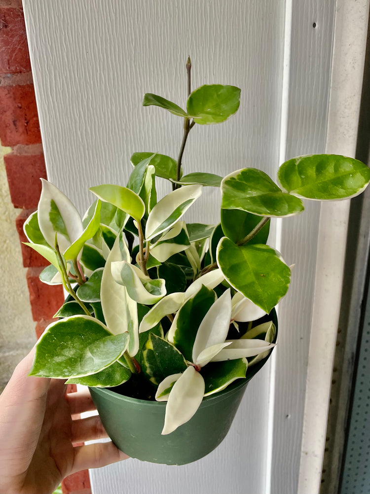 6” Hoya Queen ‘A’ - Houseplant