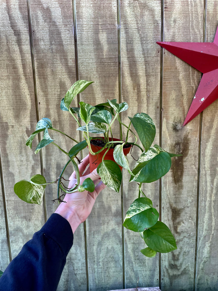 4” Snow Pothos