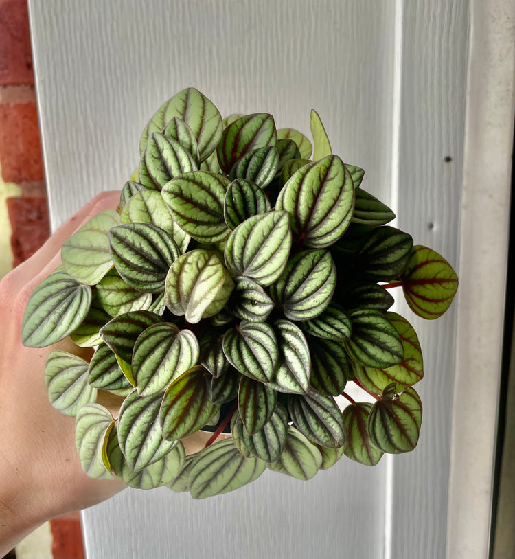 4” Peperomia Piccolo Banda