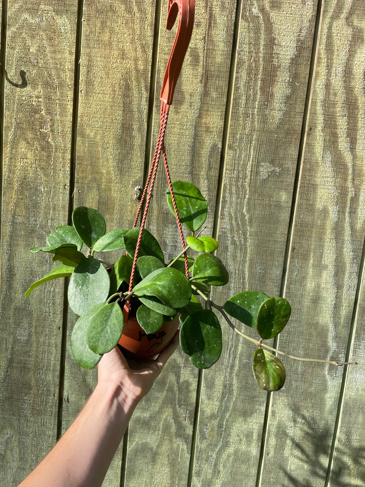 6” Hoya Obovata