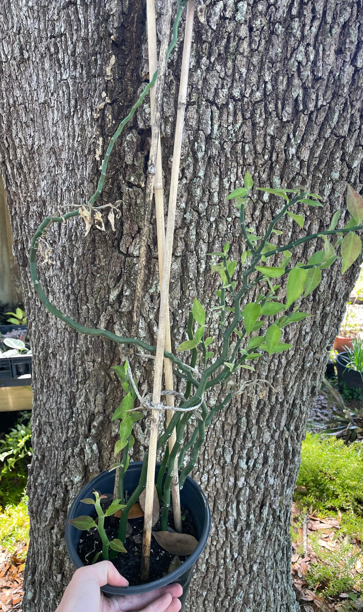 4” Devils Back Bone