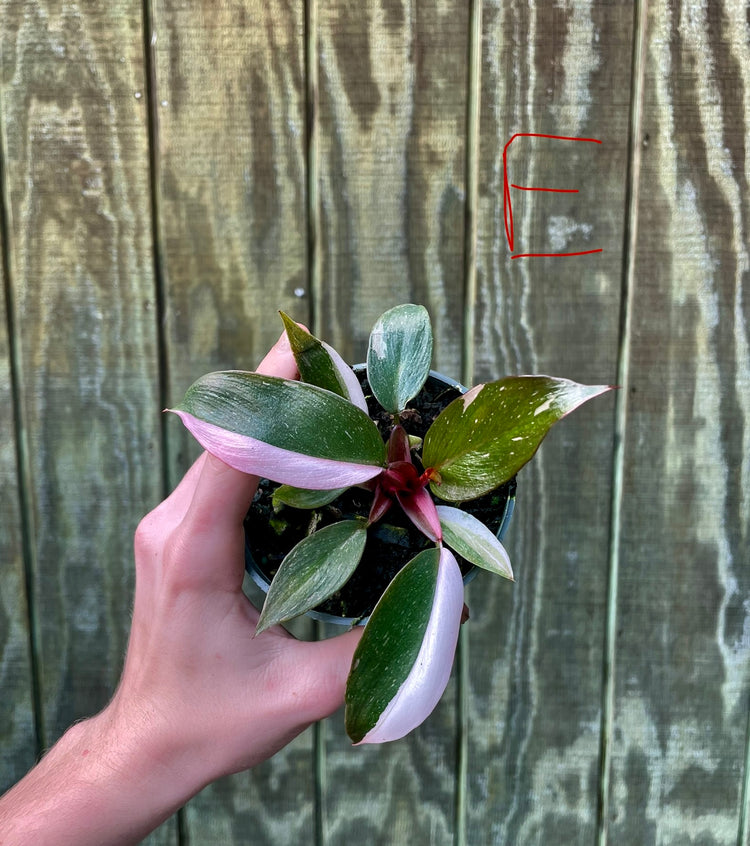 4” Pink Princess ‘E’