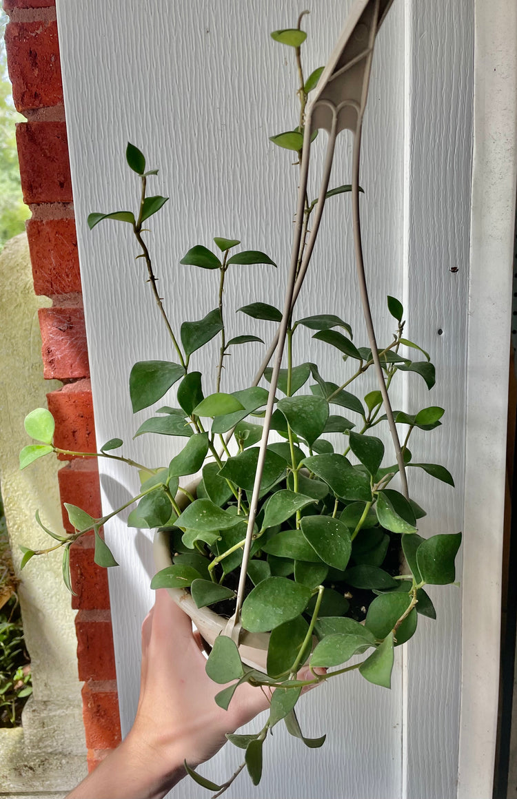 6” HB Hoya Nummularioids