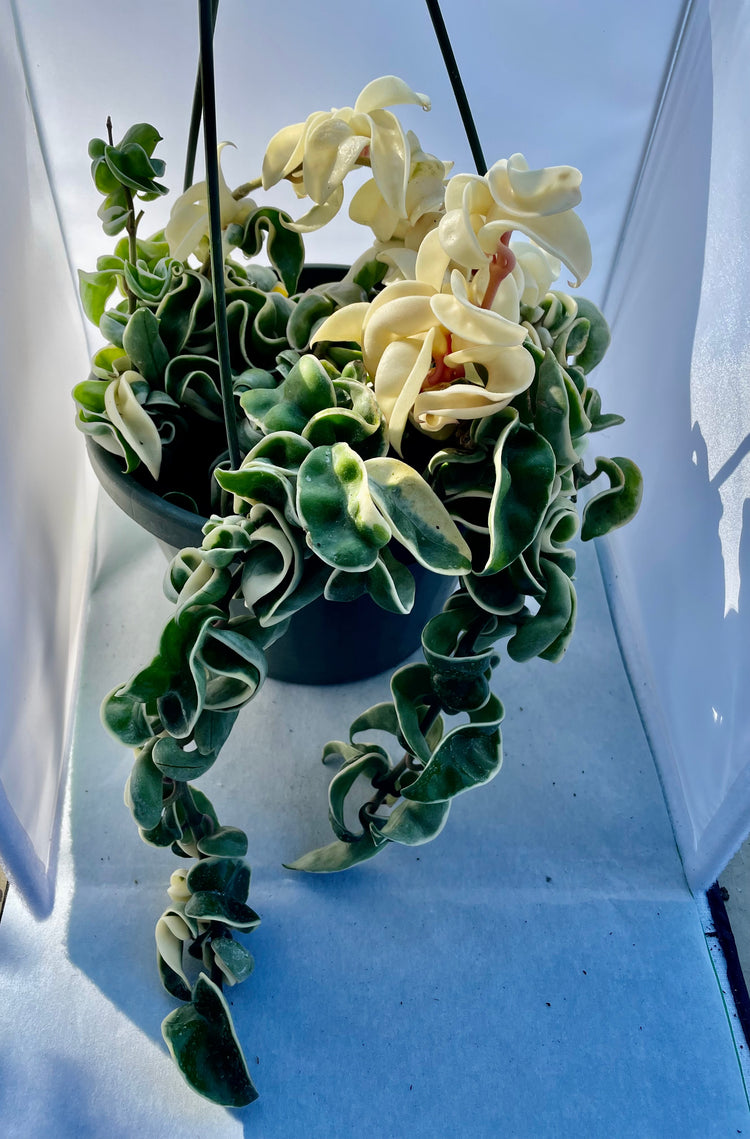 8” HB Variegated Hoya Compacta #5
