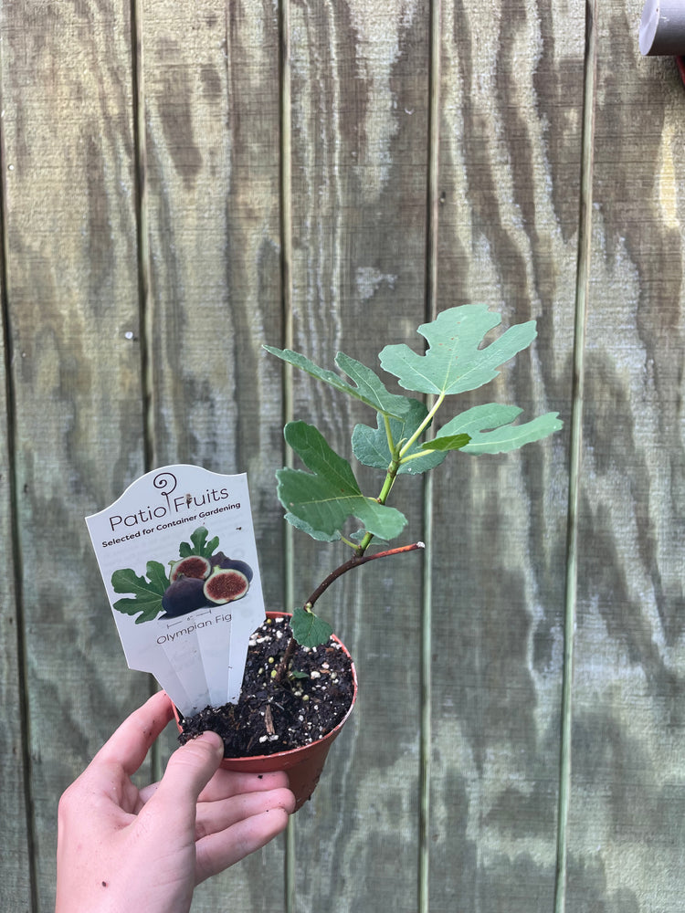 4” Fig Tree