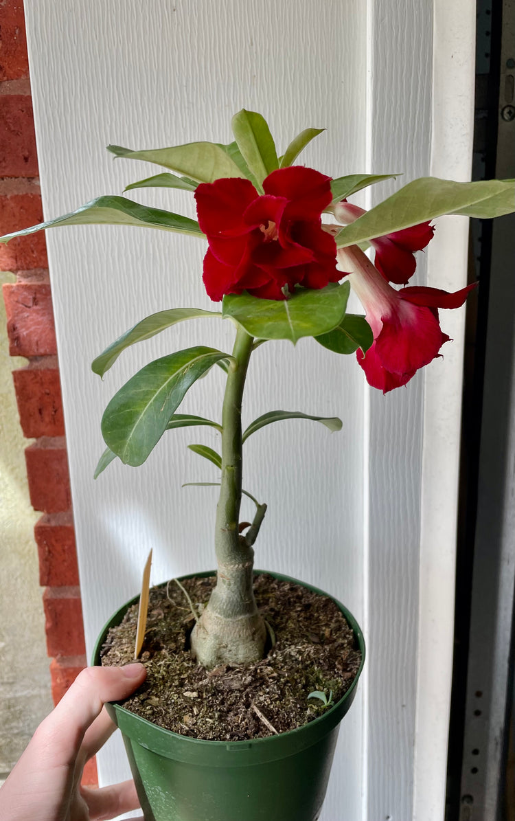 6” Exhibition Desert Rose - Succulent/ Houseplant