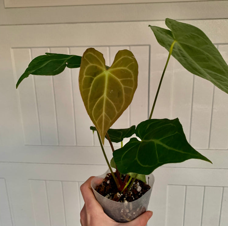 5” Rare Anthurium Magnificum (FREE SHIP) - Houseplant