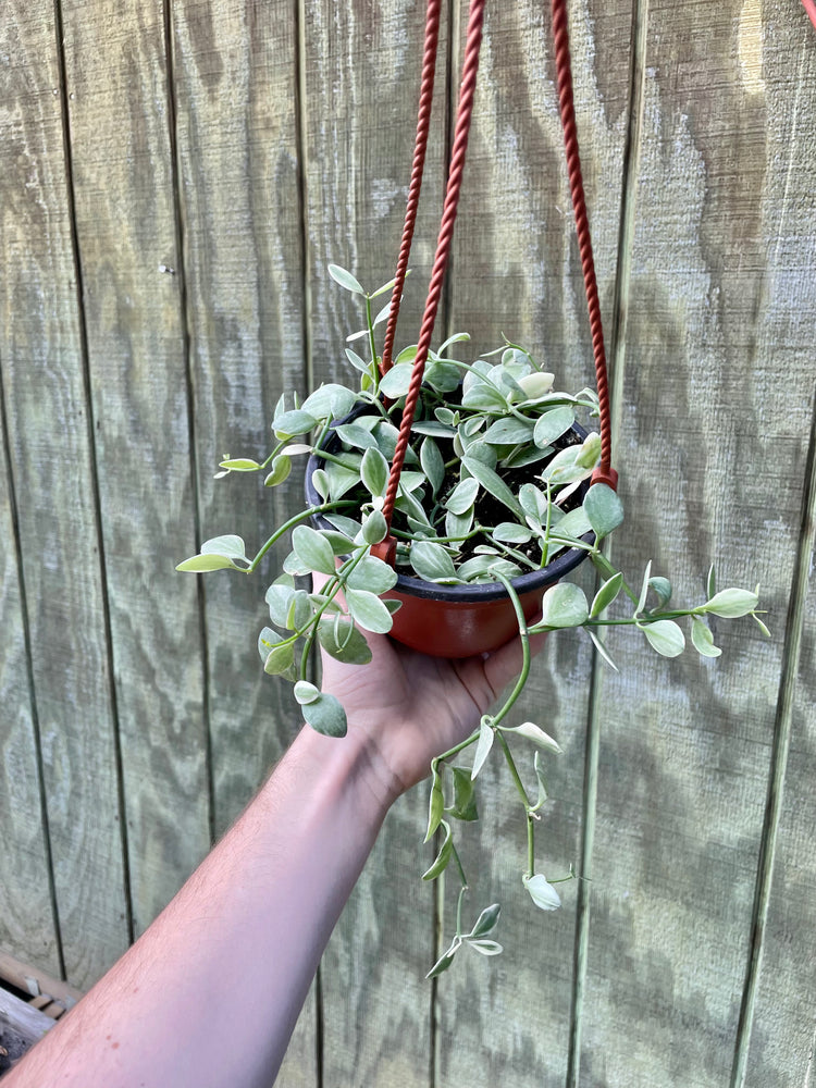 6” HB Dischidia Oianthia