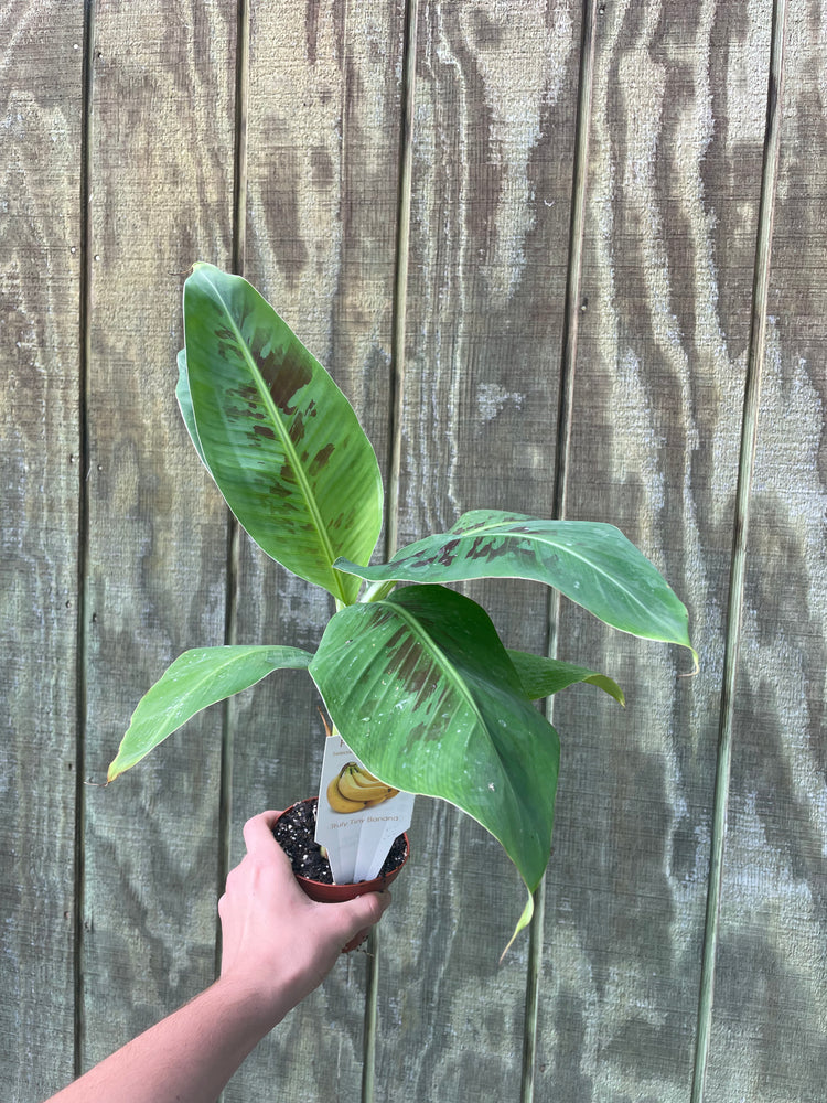4” Dwarf Banana Tree - Edible