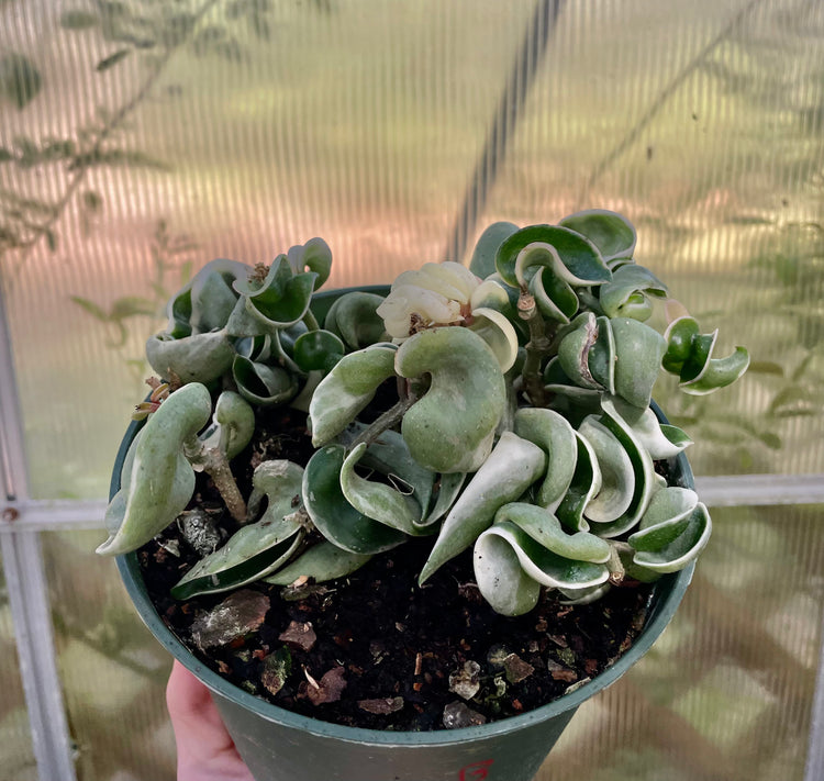 6” Variegated Compacta ‘B’