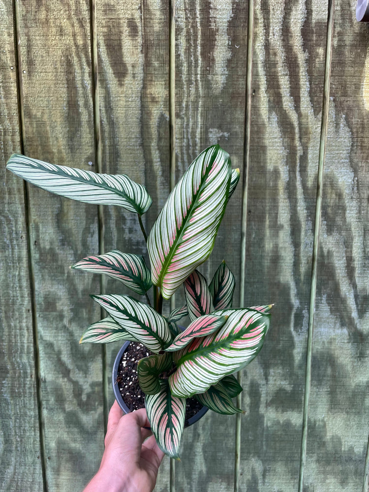 6” Calathea Pink Star
