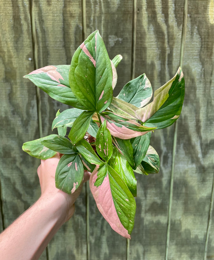 4” Syngonium Pink Splash ‘B’ - Houseplant
