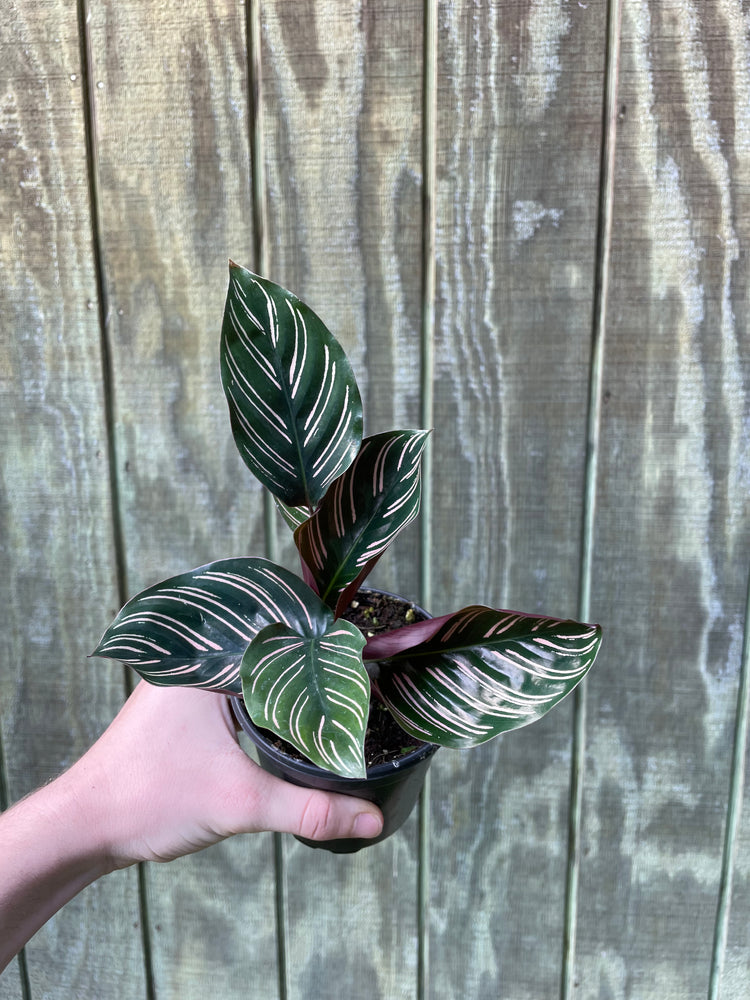 4” Calathea ‘Pinstripe’