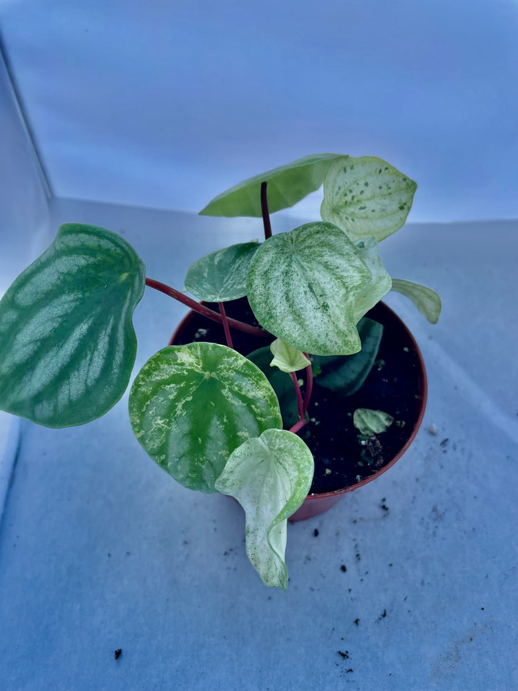 4” Variegated Watermelon Pep