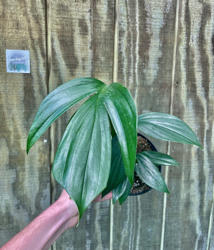 6” R. Decursiva