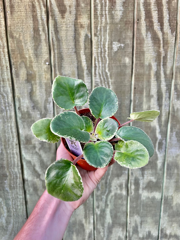 4” Variegated Violet ‘Chic’