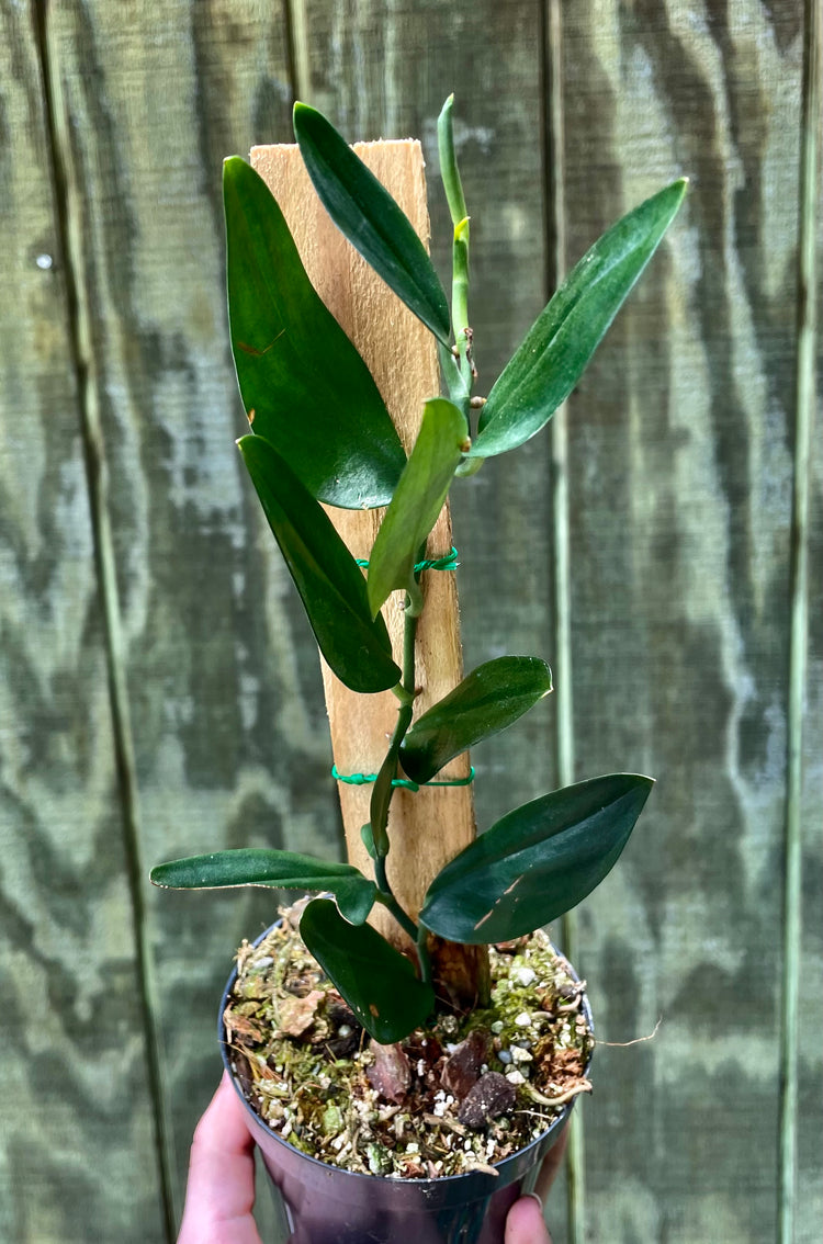 Scindapsus Dark Form ‘b’ (Exact)- Houseplant