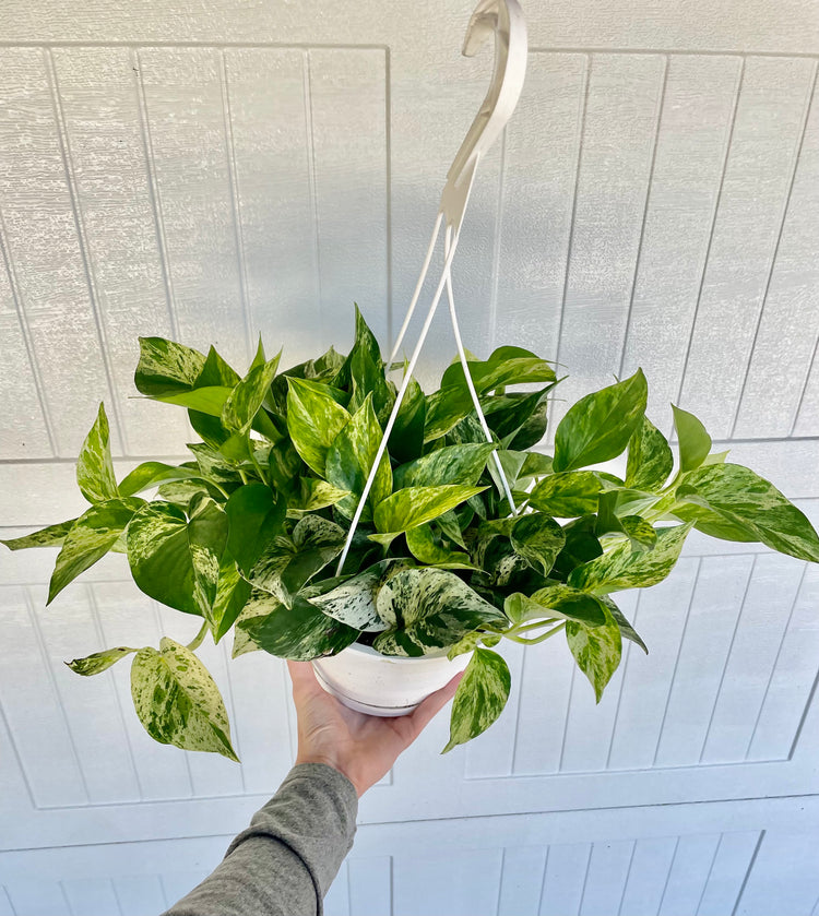 6” MQ Pothos
