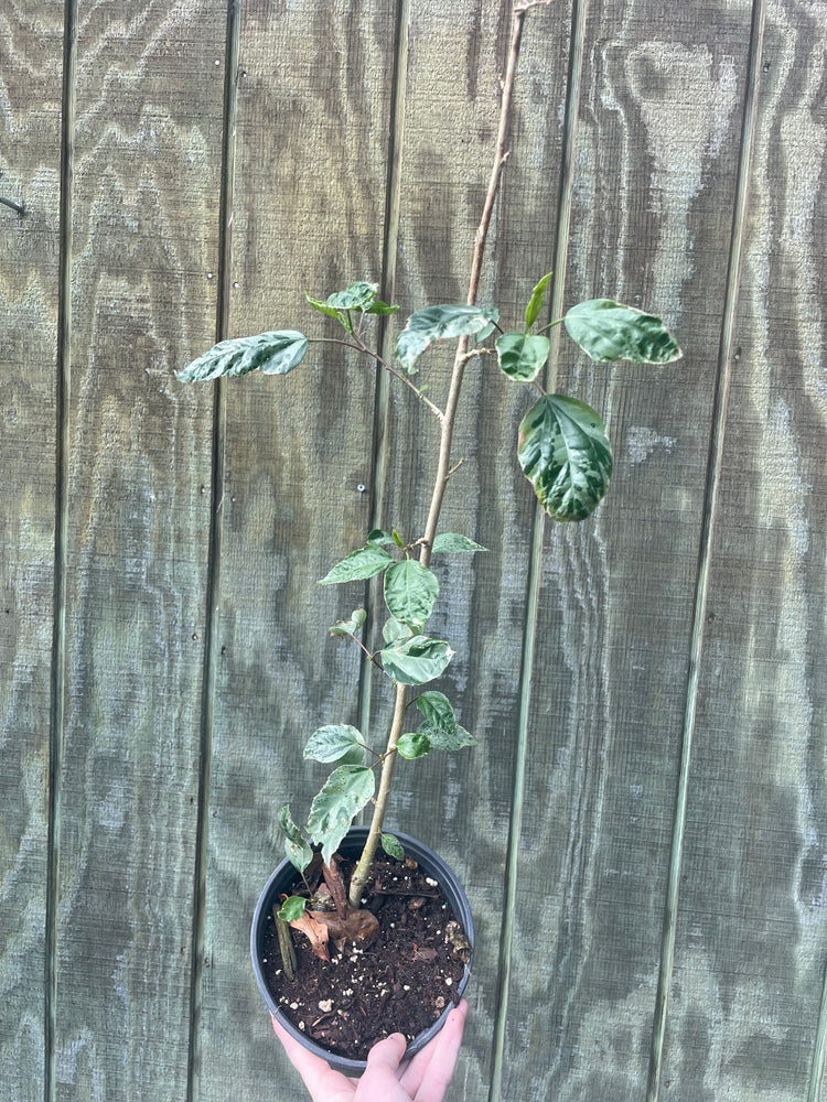 6” Variegated Hibiscus ‘Snow’