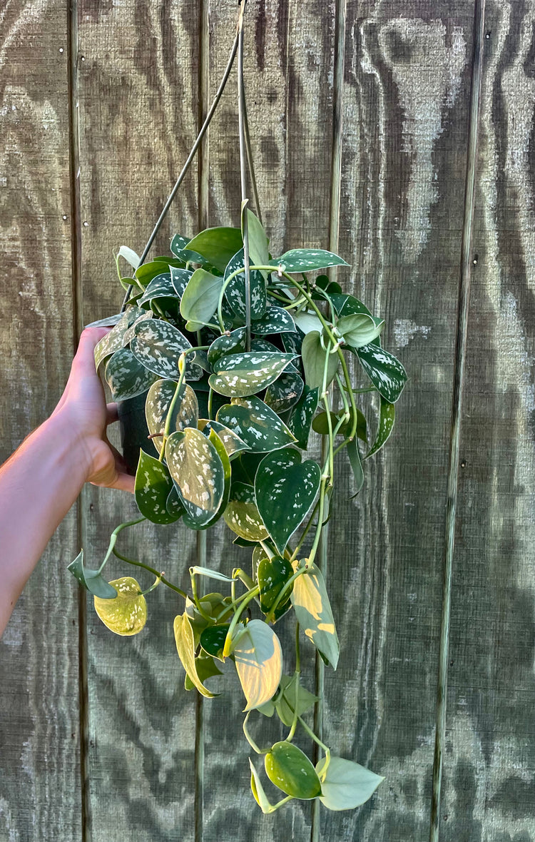 8” HB Silvery-Ann Scindapsus