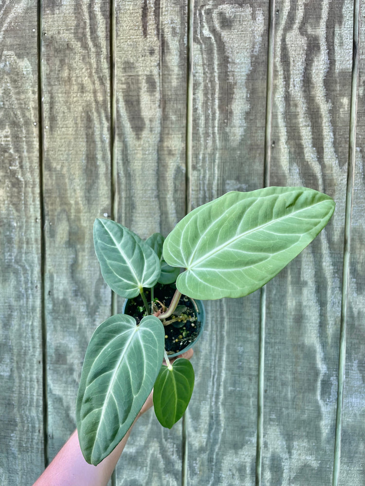 Anthurium Villenaorum