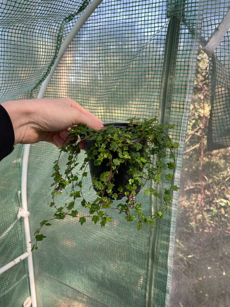 4” String of Frogs