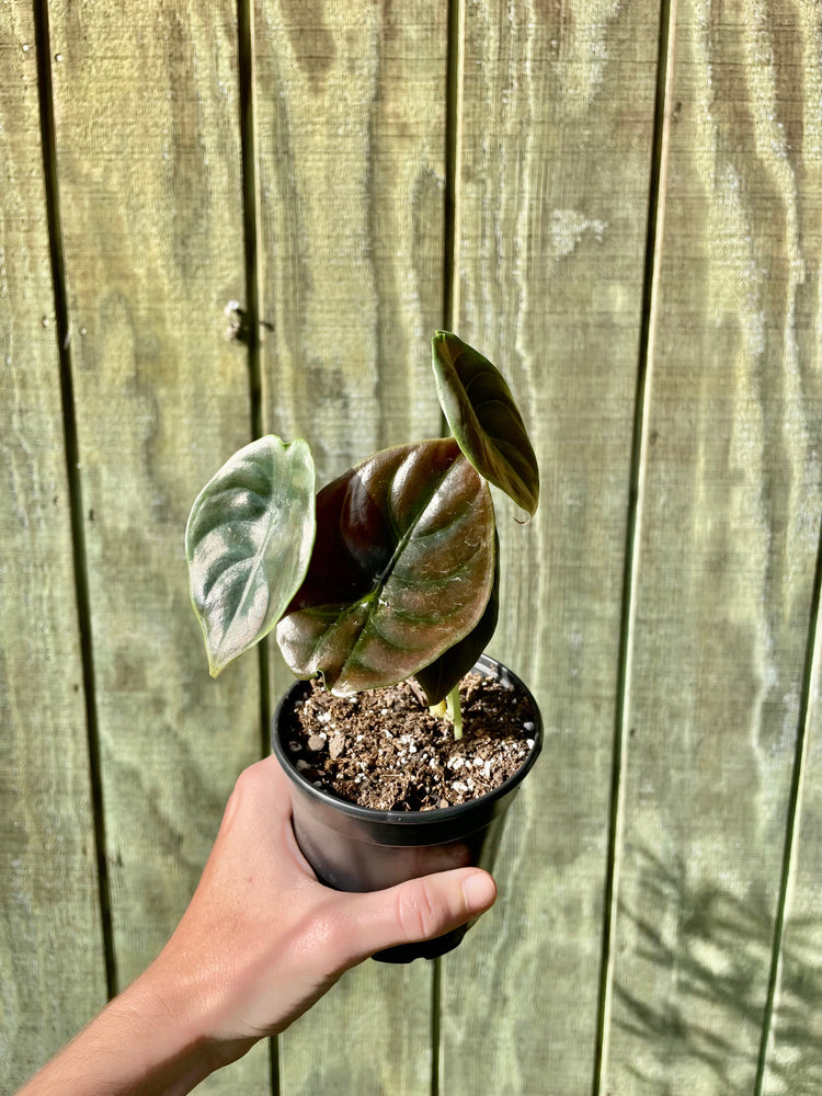 4” Alocasia Cuprea